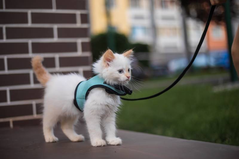 Cute fluffy kitten walking on the leash outdoor