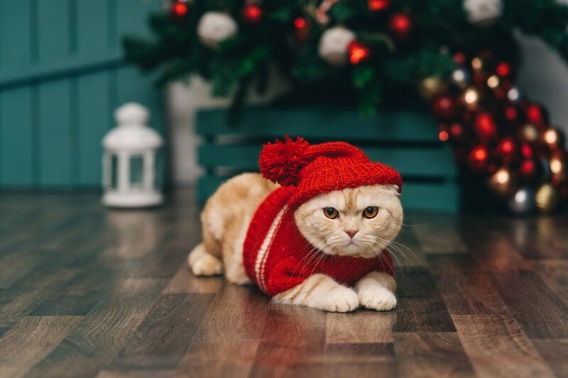 Cute ginger cat in red christmas sweater