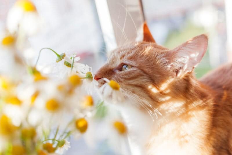 Cute ginger cat sniffs bouquet of chamomile