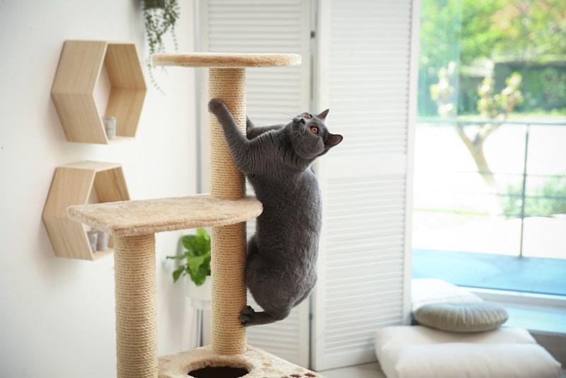 Cute gray cat on a cat tree
