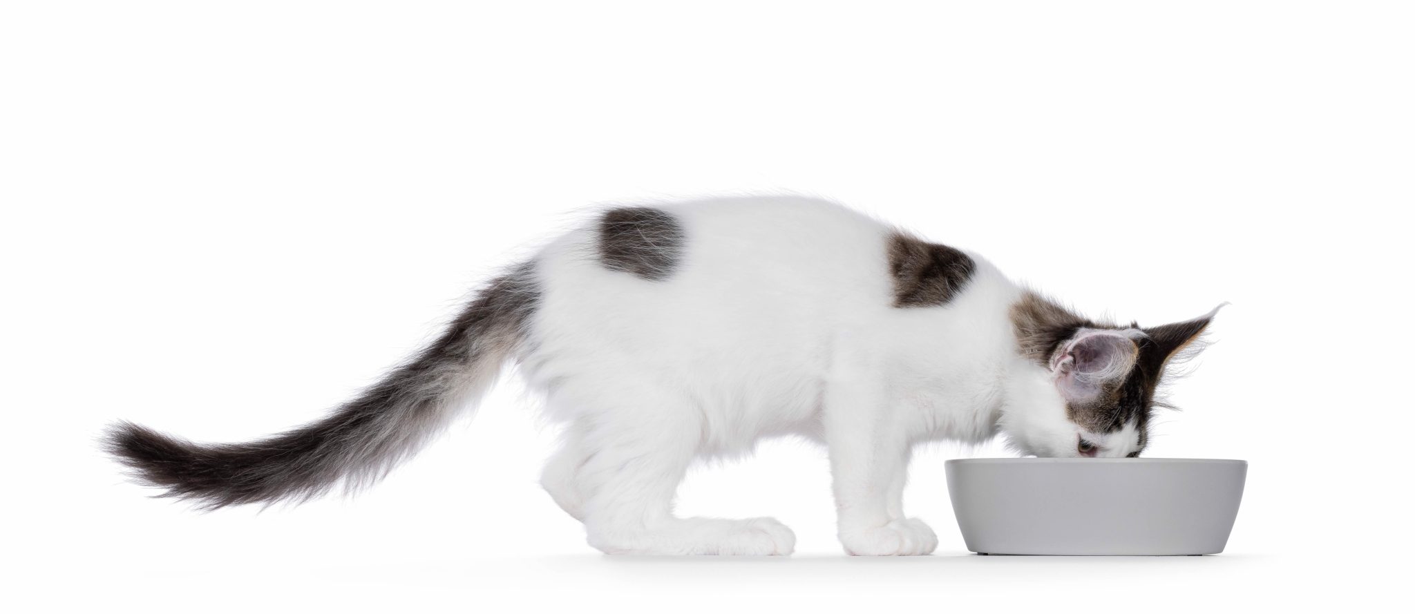 Cute harlequin Maine Coon cat kitten, standing side ways bedie grey food bowl. Looking in bowl while eating. Isolated on a white background.