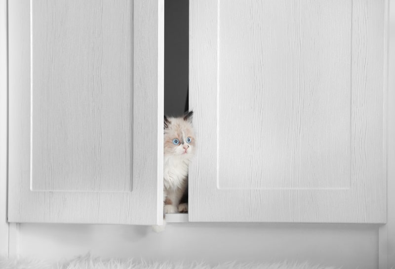Cute kitten between cupboard doors
