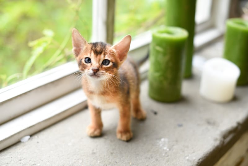 Cute kitten standing on window sill