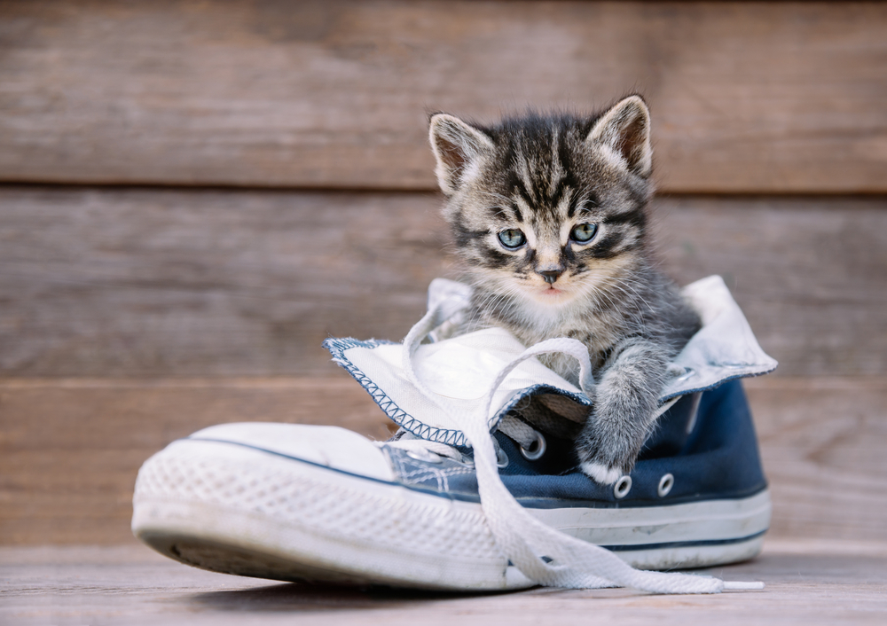 cute little kitten in a sneaker shoe