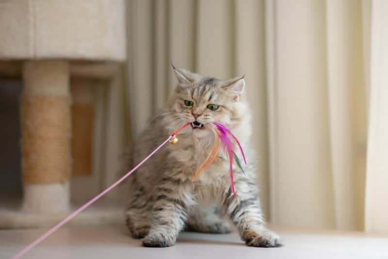 Cute persian cat playing toy