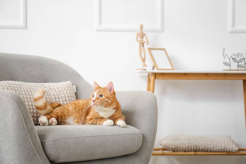 Cute red cat lying in grey armchair at home