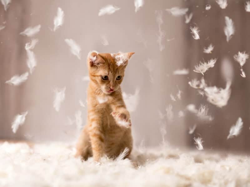 Cute red kitten playing in feathers