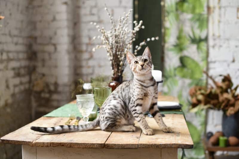 Cute savanna kitten in silver color on a vintage table