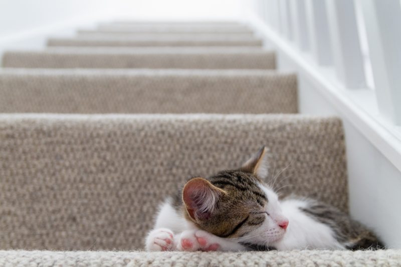 Cute tabby and white kitten asleep at bottom of grey carpeted stairs