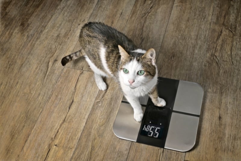 Cute tabby cat on a digital weighing scale