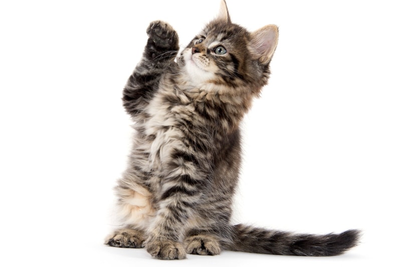 Cute tabby kitten with one paw raised up