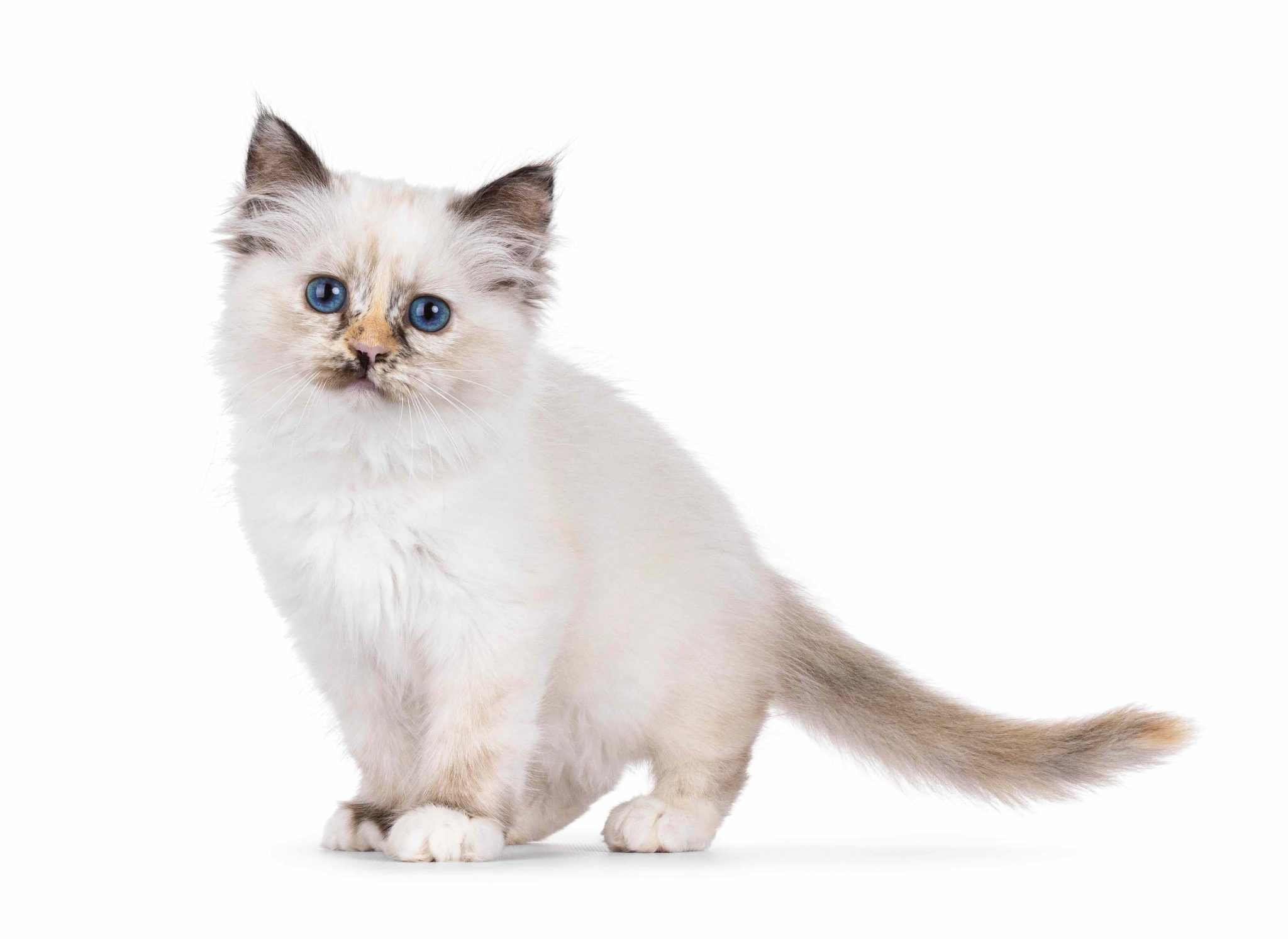 Cute tortie Sacred Birman cat kitten, standing up side ways. Looking straight to camera with breed specific blue eyes. Isolated on a white background_Nynke van Holten_Shutterstock