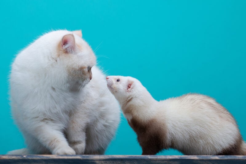 Cute white cat and white ferret posing together on the blue background