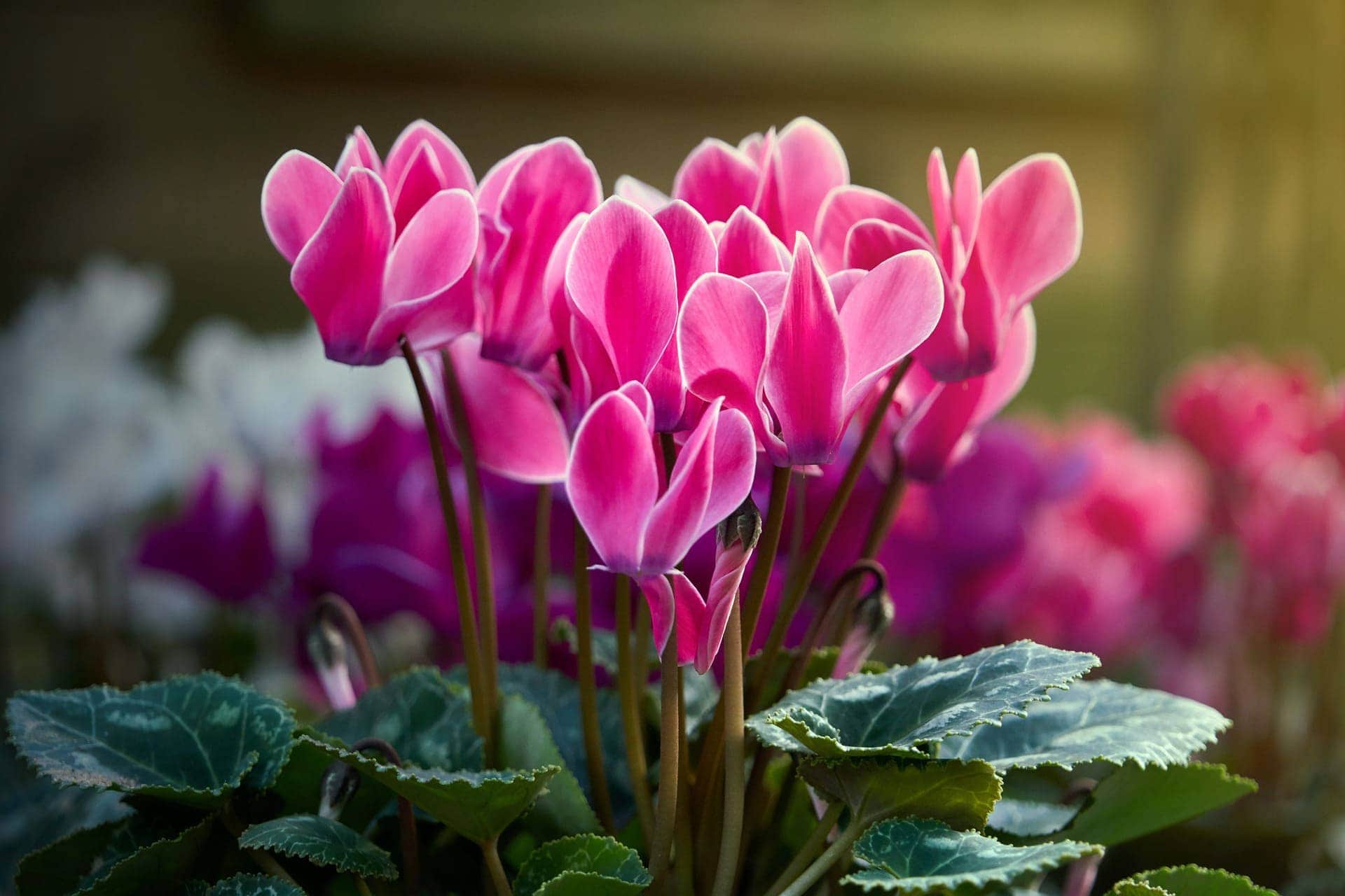 Cyclamen plant with flowers