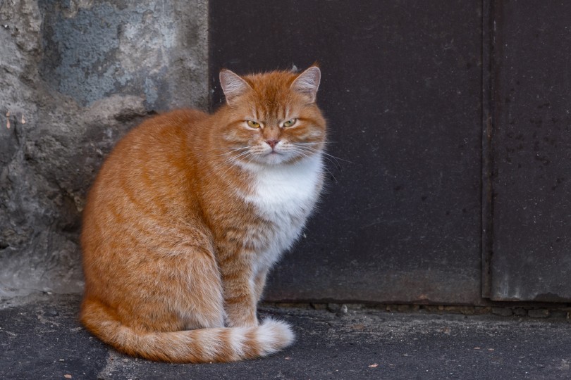 Cymric cat sitting on a grunge background
