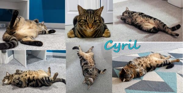Cyril, Dr Karyn's cat