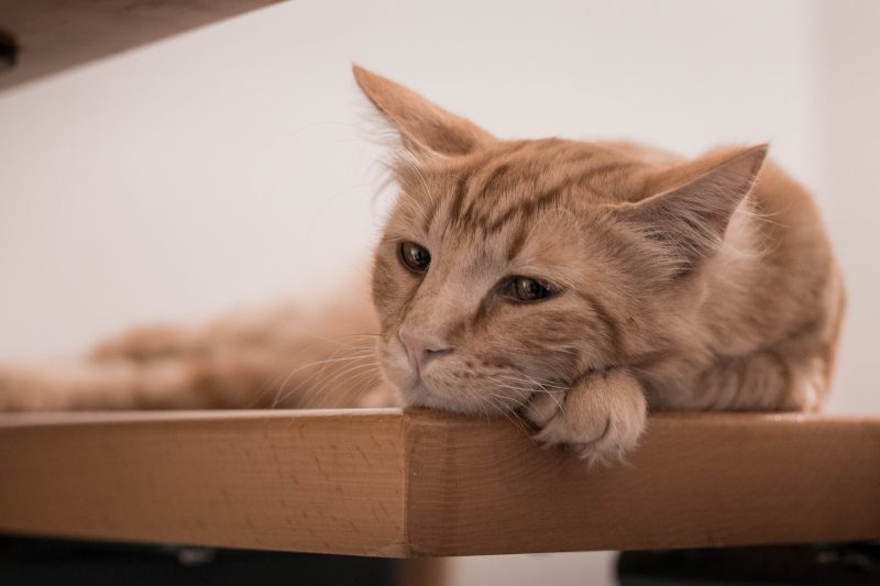 Depressed cat