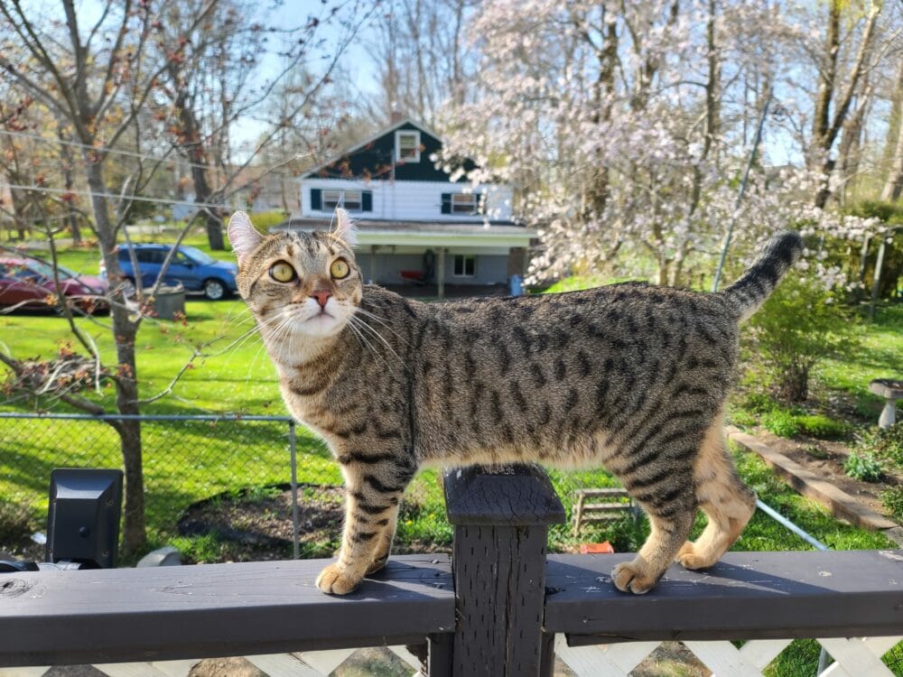 Desert Lynx Cat