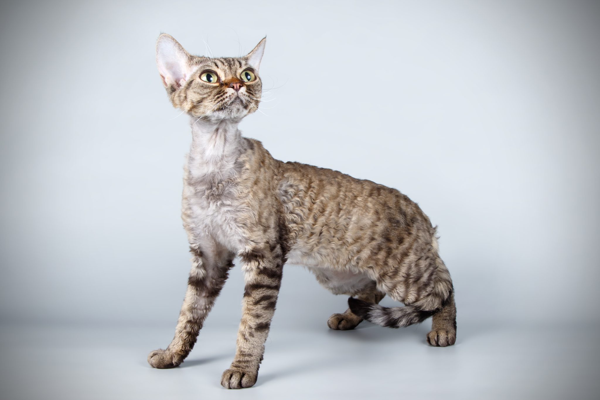 Devon Rex Cat side Pose