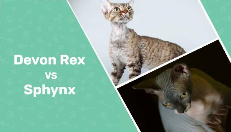 Devon Rex Cat vs Sphynx Cat