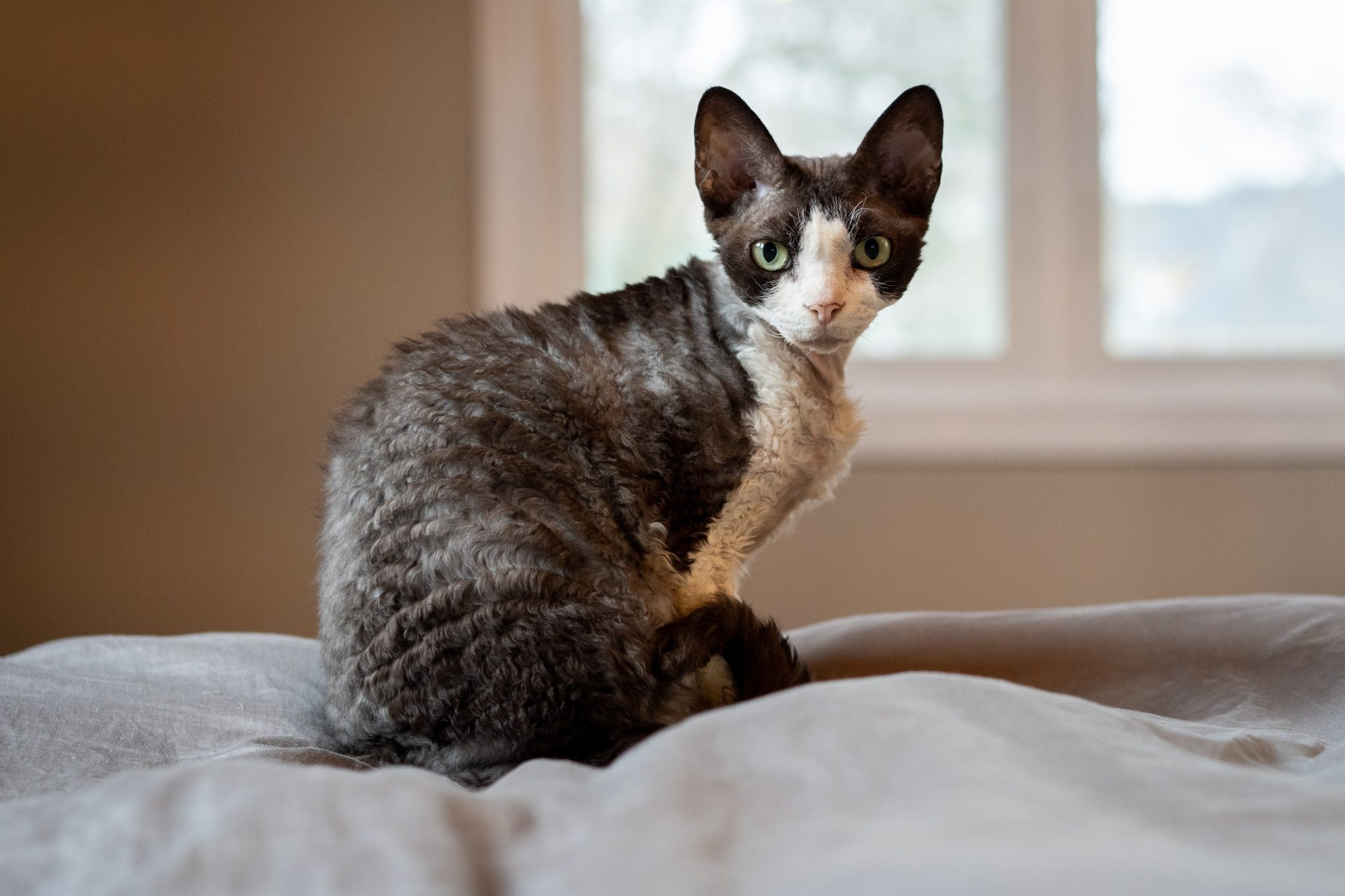Devon Rex cat with a wavy coat looks at the camera with a window in the background