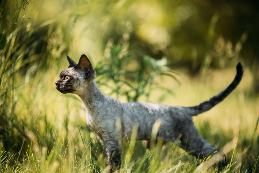 Devon Rex