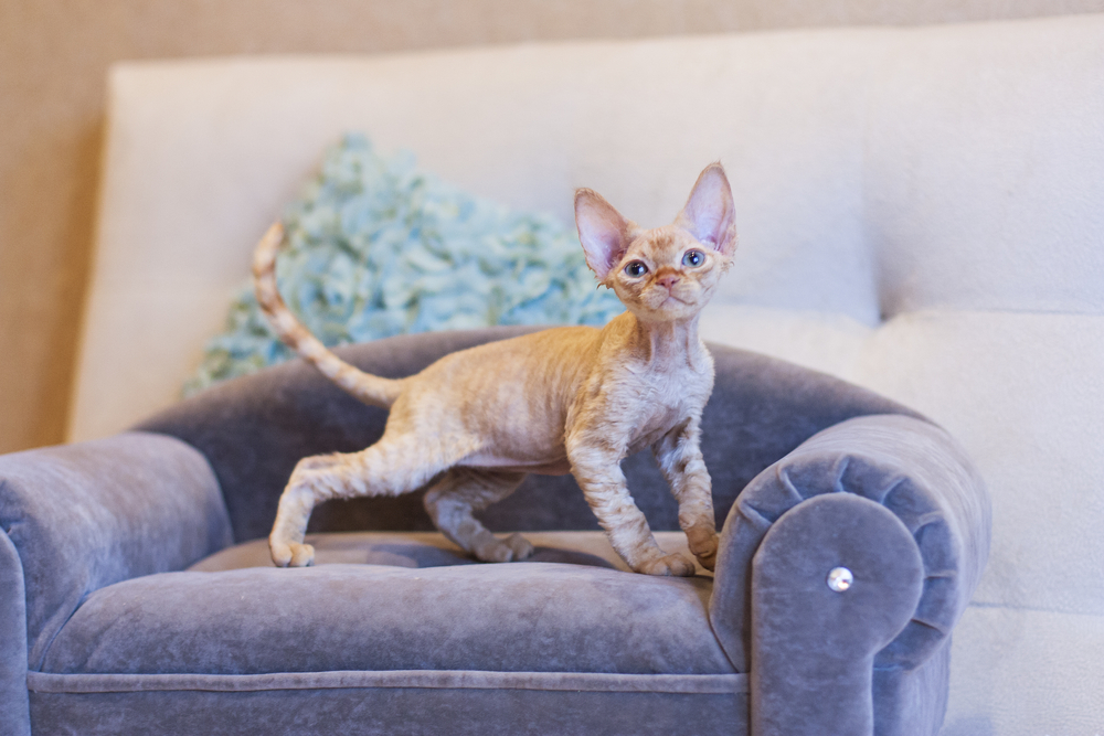 Devon rex is on the couch