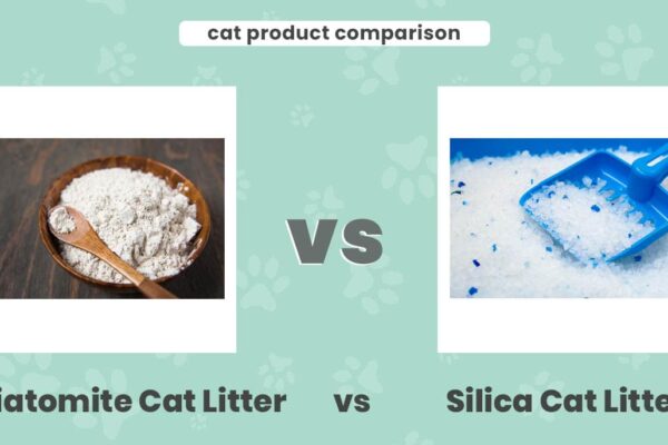 Diatomite cat litter vs Silica cat litter