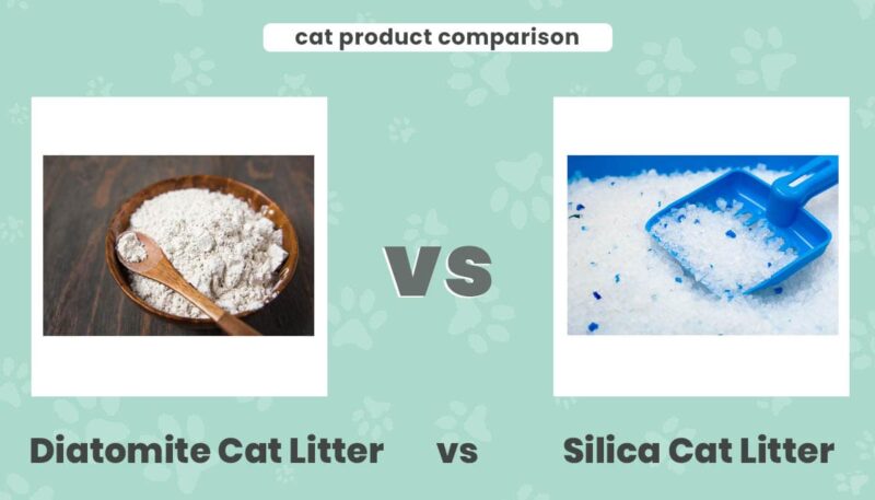 Diatomite cat litter vs Silica cat litter
