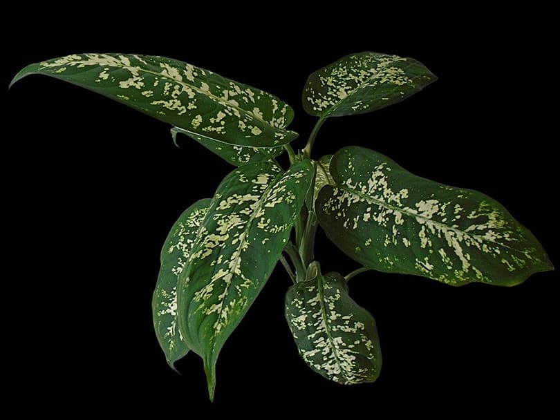 Dieffenbachia