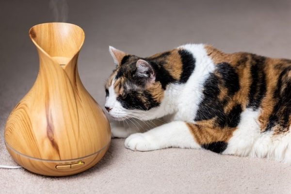 Are Diffusers Safe for Cats to be Around? Vet-Approved Science & Safety ...