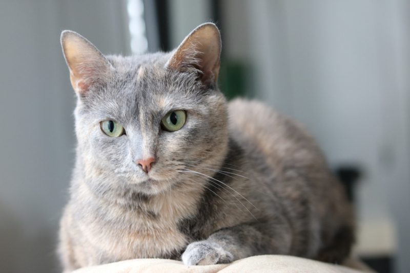 Diluted Tortie laying on a pillow indoors