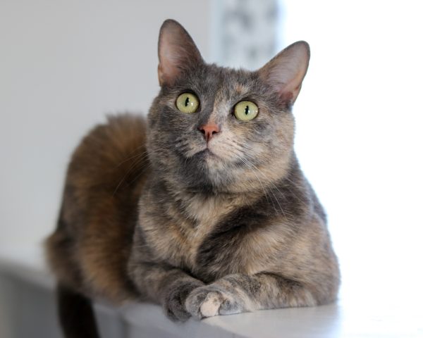 Dilute Tortie: Cat Guide & 6 Interesting Facts (With Pictures) - Catster