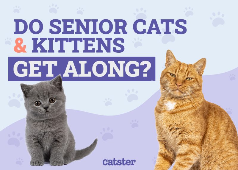 Do Senior Cats and Kittens Get Along