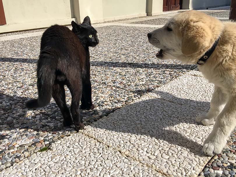 Dog Barking at Cat