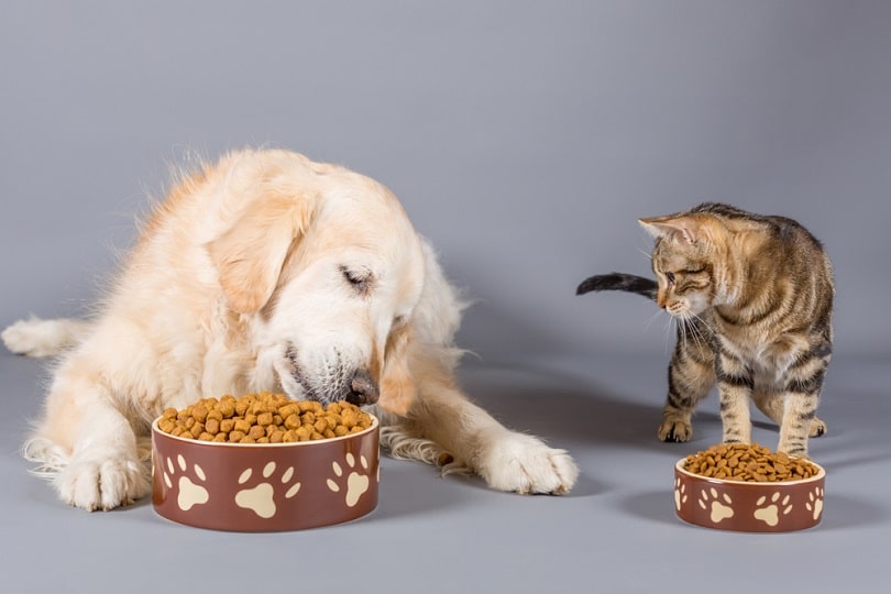 Dog and cat eating dry food_135pixels_shutterstock