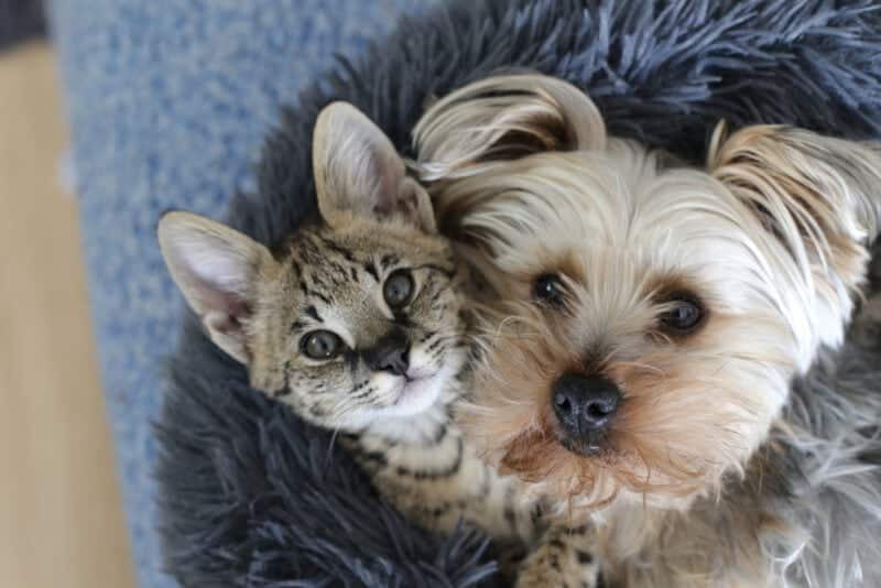 Dog and cat with together in bed