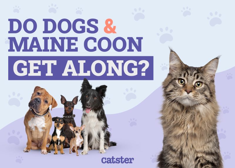 Dogs and Maine Coon get along