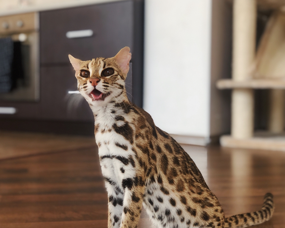 Domestic Asian Leopard Cat at home