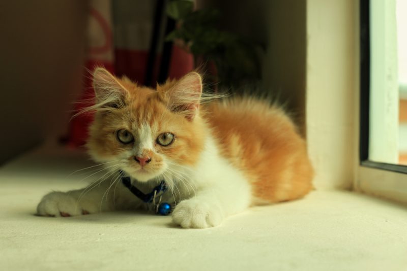 Domestic Long-haired kitten on the floor