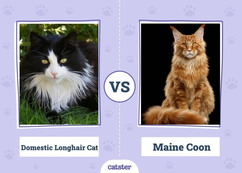 Domestic Longhair Cat VS Maine Coon