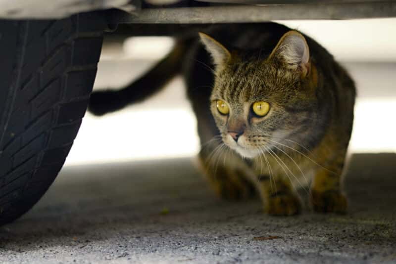 Domestic cat under the car
