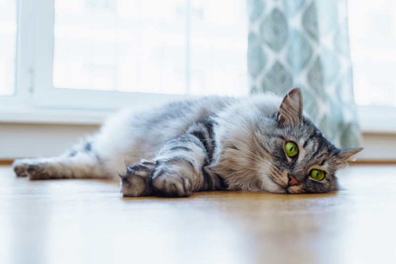 Domestic gray fluffy purebred Maine Coon cat with green eyes