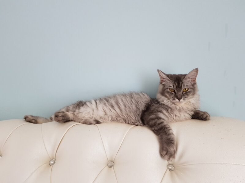 Domestic long hair cat on a sofa