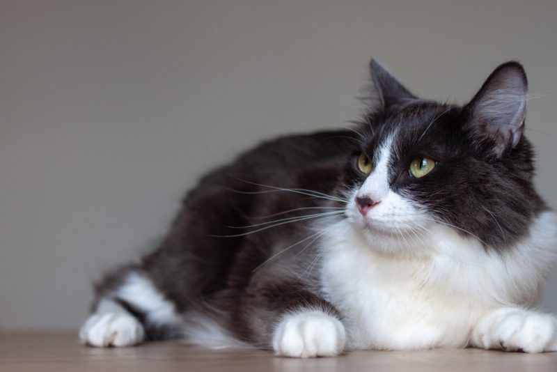 Domestic medium hair cat lying on the floor