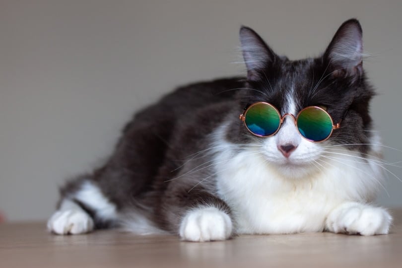Domestic medium hair cat wearing sunglasses