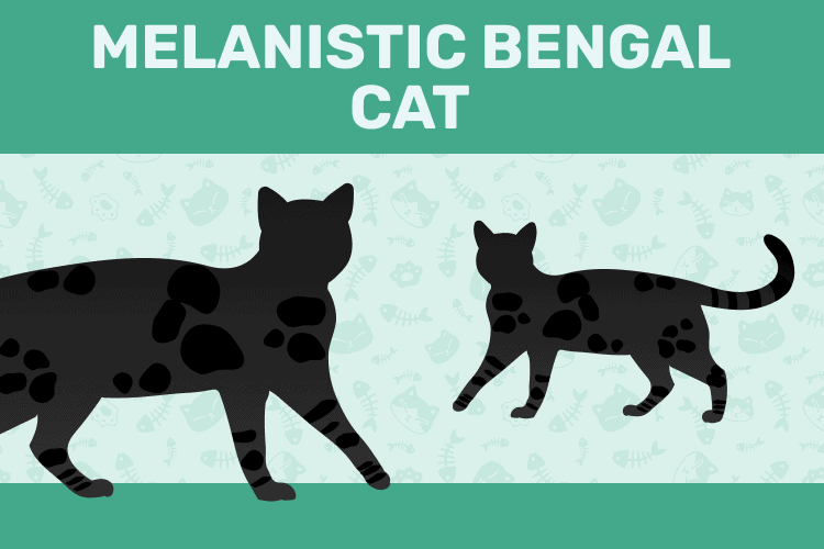 Black Melanistic Bengal Cat