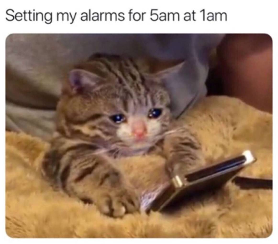 Early Riser Cat