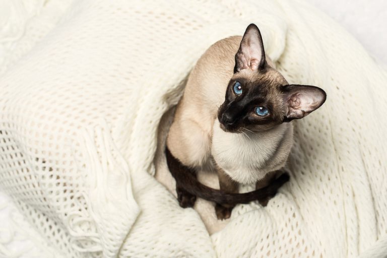 Blue Point Siamese: Info, Pictures, Temperament & Traits - Catster