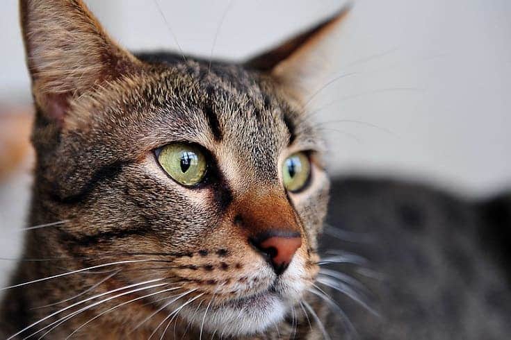 Egyptian Mau